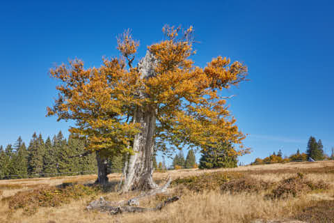 Gemeinde Lindberg Landkreis Regen Schachten Hochschachten hohler Baum (Dirschl Johann) Deutschland REG